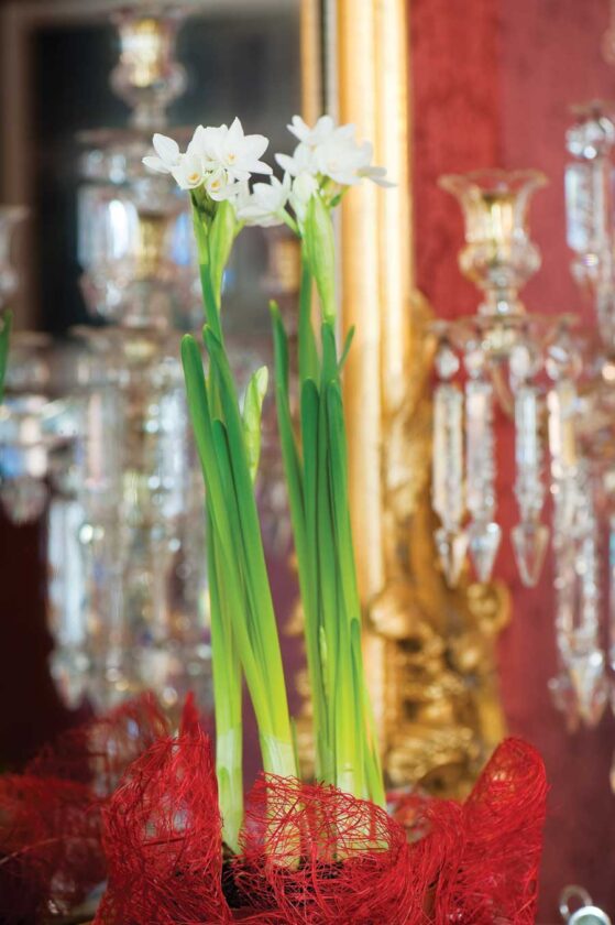 We wrapped traditional amaryllis plants in packing material.